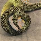green snake lottery number